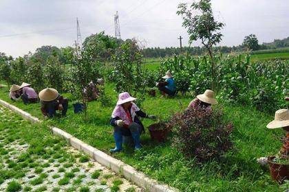 羅湖綠化管理工程設計施工,專業(yè)修剪隊伍