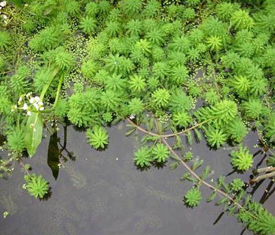 眾禾水生植物(圖),苦草種苗,苦草