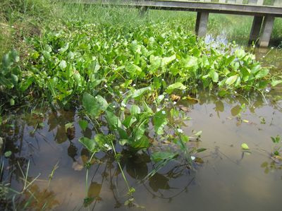 保定市水生植物種苗廠家