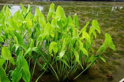 鄉(xiāng)土植物|江南水八仙之慈菇