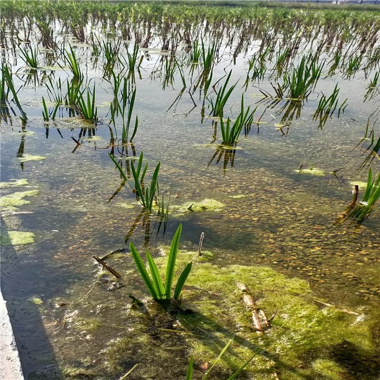 廠家直銷潛流濕地水生植物種植