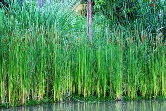 大慶種植香蒲15933731160圖片|大慶種植香蒲15933731160樣板圖|大慶種植香蒲15933731160-安新縣鑫雅沐水生植物種植專業(yè)合作社