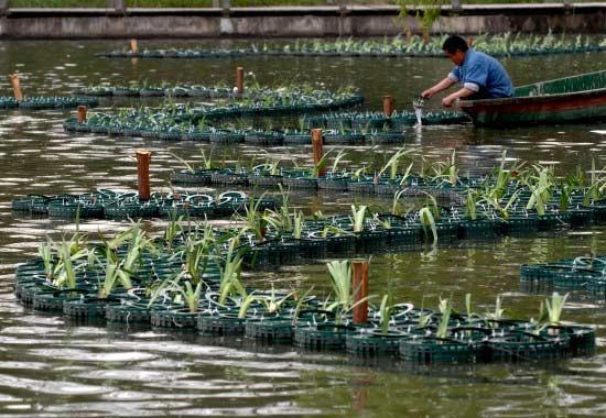 合肥人工湖建水生植物浮島凈化水體(圖)