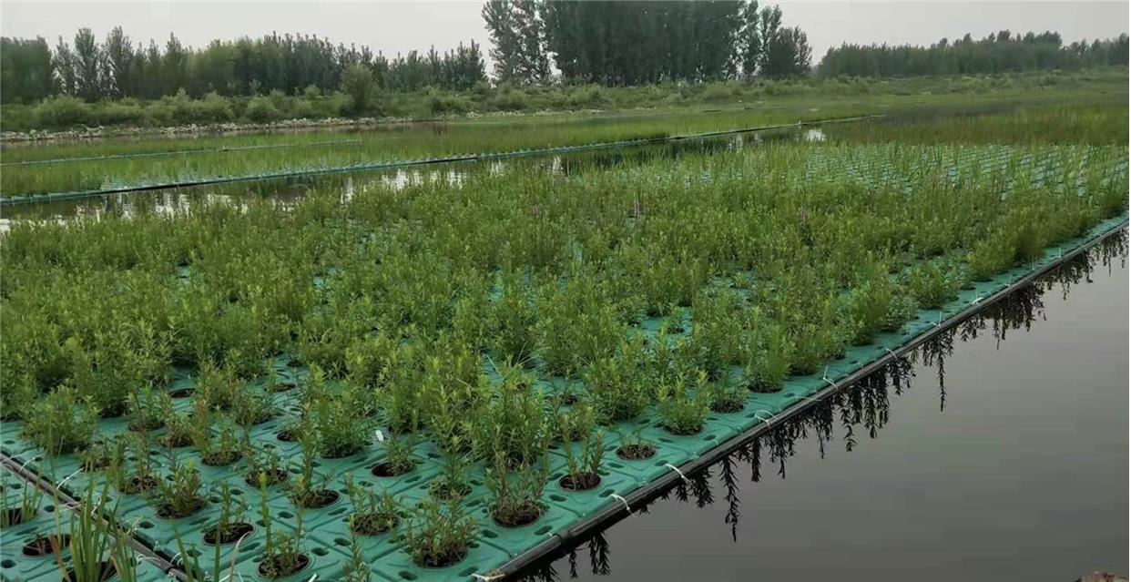 人工生態(tài)浮島水上種植浮床水上種菜水生植物種植浮盤水面綠化造景