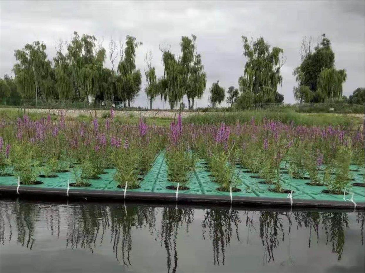 人工生態(tài)浮島水上種植浮床水上種菜水生植物種植浮盤水面綠化造景